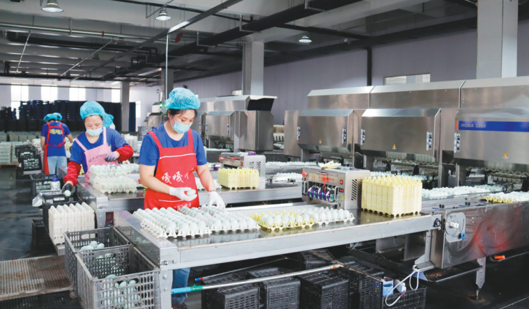辽宁鑫金家禽养殖有限公司生产车间。(摄影:许刚)