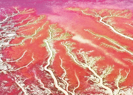 “红海滩潮汐树”。