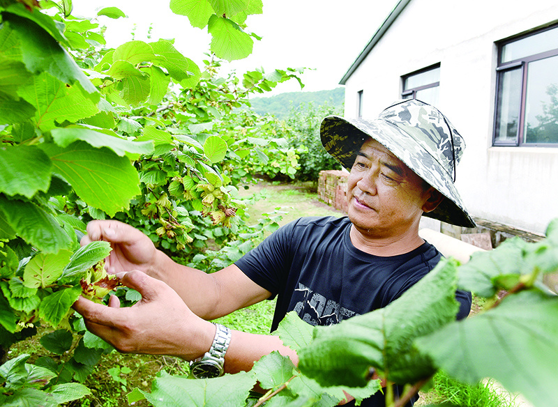图为学院农技专家高利在大榛子示范林检查大榛子果实成熟度，以实地种植成果带动周边农户发展产业。