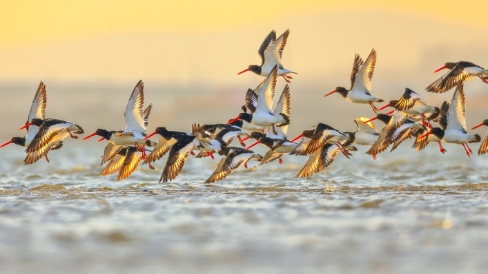 丹东鸭绿江口湿地国家级自然保护区被湿地国际授予“鸻鹬鸟最佳驿站”称号。（来源：丹东鸭绿江口湿地国家级自然保护区管理中心）