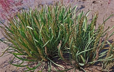海韭菜主要定居于辽河三角洲河口区域的盐沼——草甸过渡带及浅水沼泽边缘。 王金爽摄