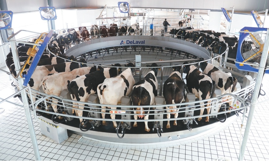 锦州益多乐乳品公司的养牛牧场是畜禽养殖标准化示范场,奶牛挤奶全过程实现自动化、智能化。