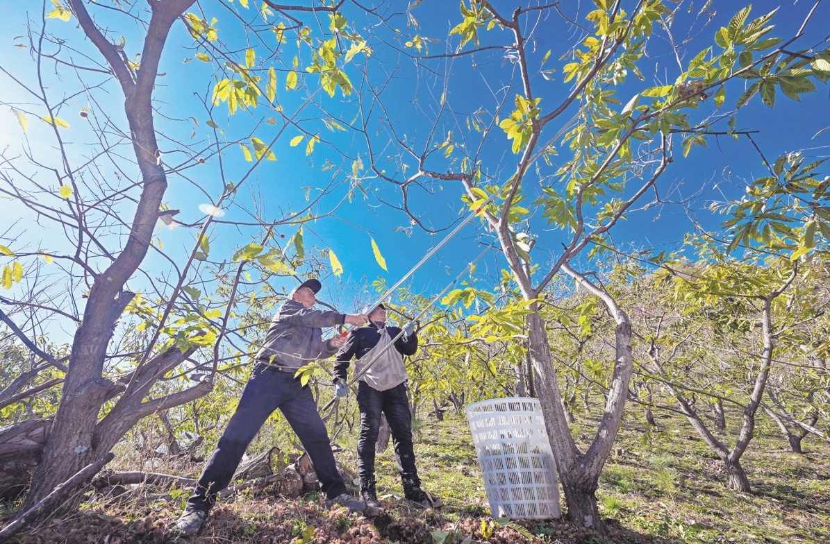 蚕农汪德会(左)和女婿在板栗园采摘蚕茧。(摄影:查金辉)