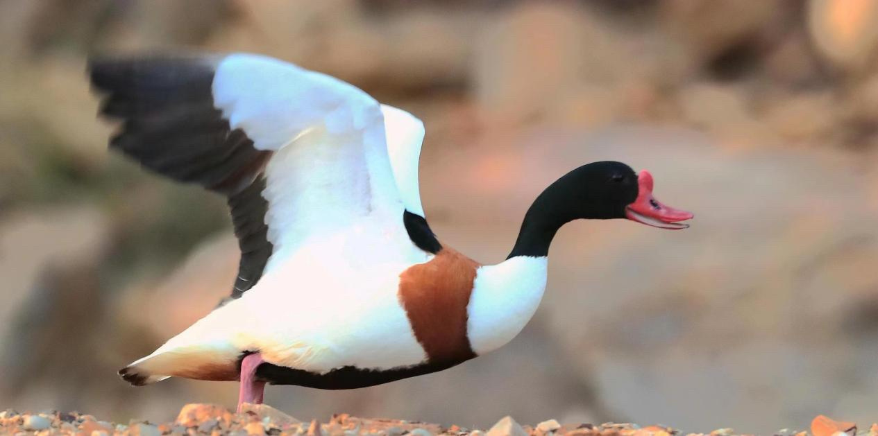 （摄影：冷万军）