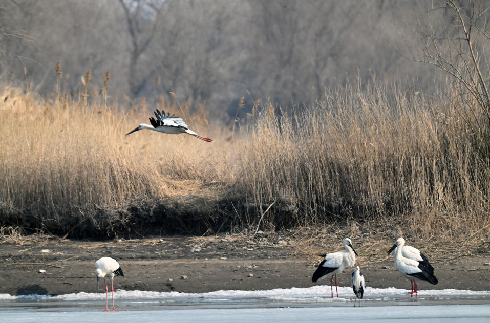 （摄影：赵敬东）