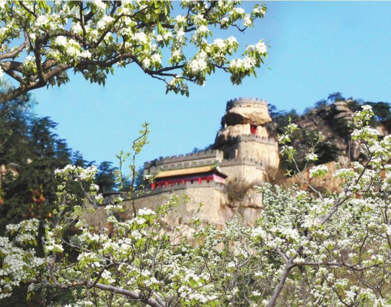 梨花盛放为医巫闾山添彩。图片由北镇市委宣传部提供