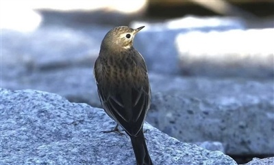 黄腹鹨。 高军摄