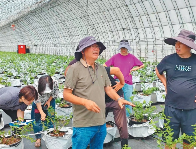 小浆果研究团队成员在探讨蓝莓的种植技术问题。