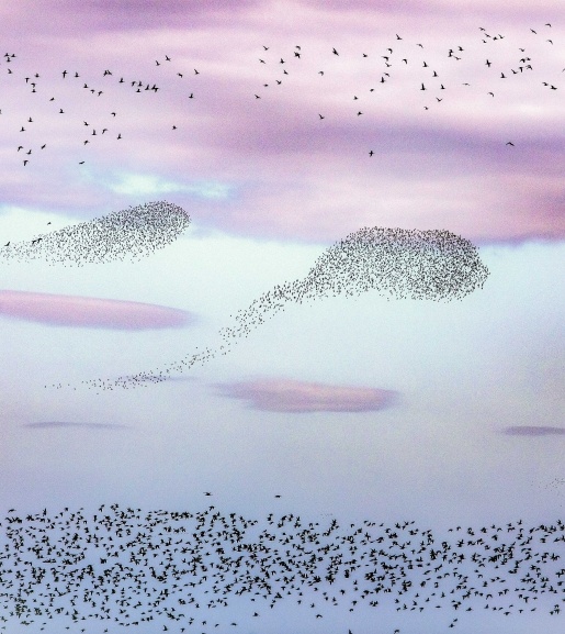 鸭绿江口湿地的鸟浪奇观。（摄影：苗树林）