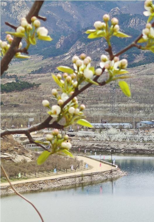 山水含烟，梨花如雪，绘就北镇四月春色画卷。图片由北镇市委宣传部提供