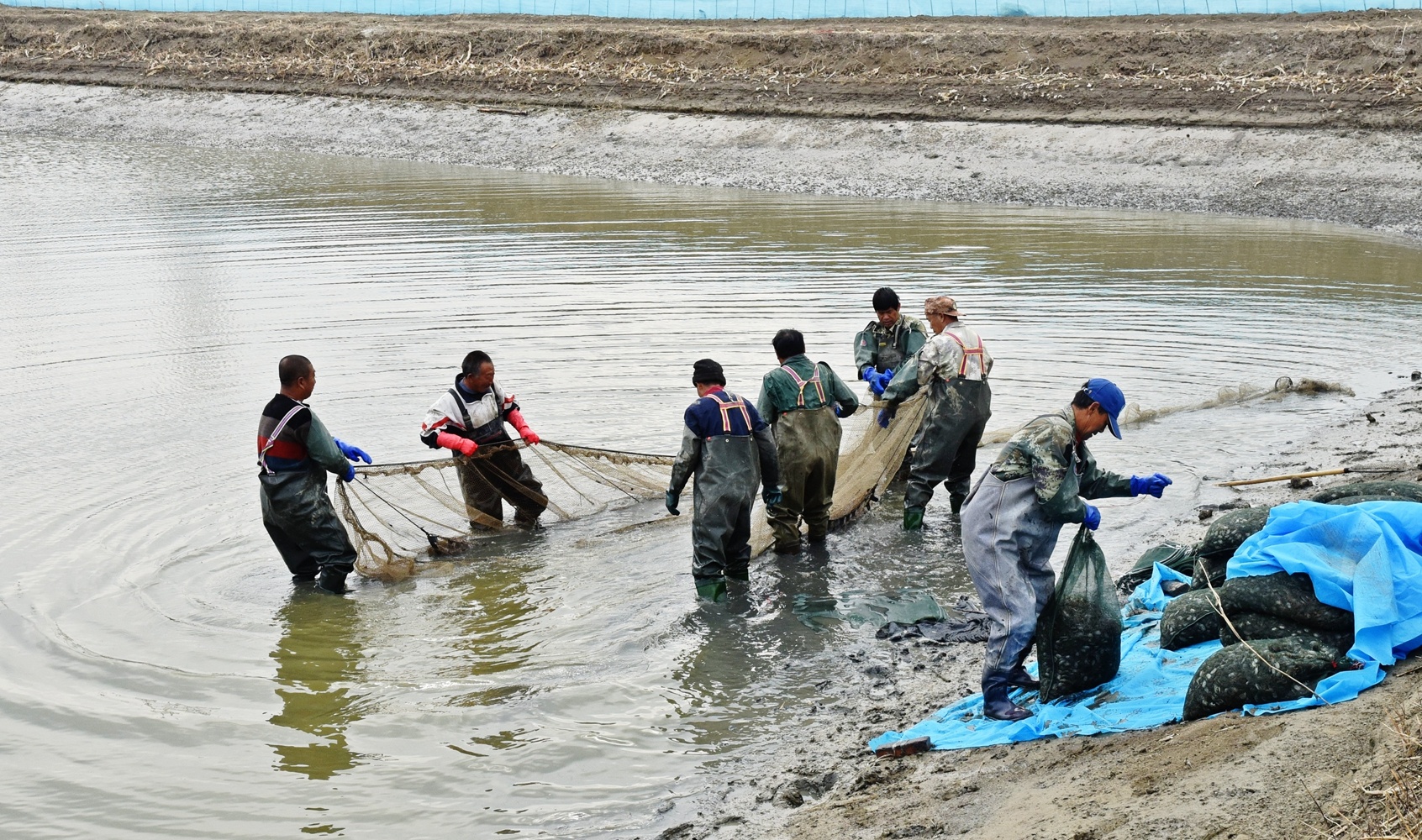 图为河蟹养殖户正在捕捞扣蟹。（摄影：刘杨）