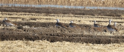 六只大鸨重返辽河口。