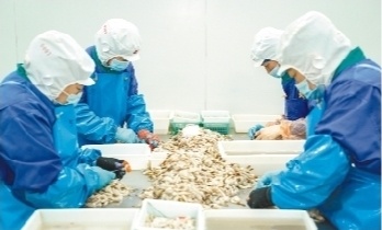 大连瑞驰食品有限公司工人正在加工海产品。 （摄影：连瑞）