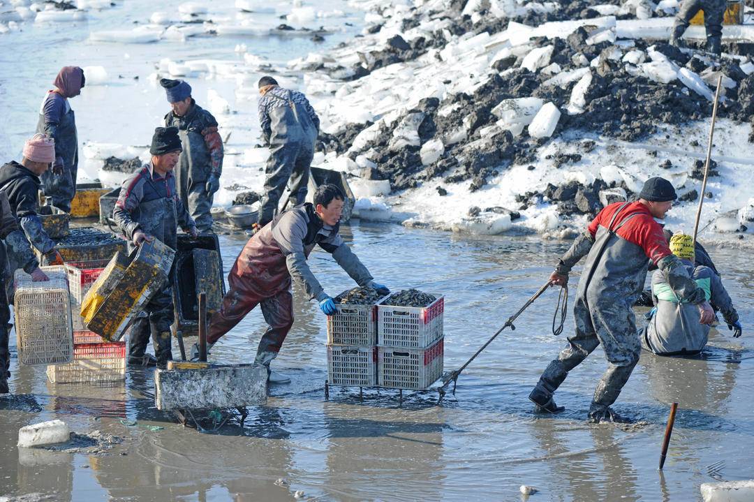 挖蛏人往岸边运送蛏子。&nbsp;&nbsp; &nbsp; &nbsp;