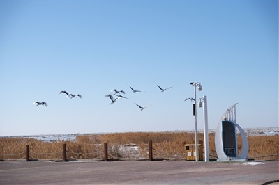 工作人员放飞丹顶鹤。
