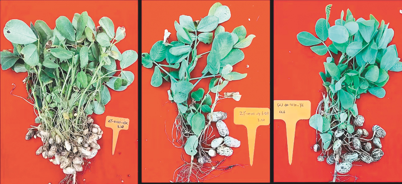 4000粒太空种子最终培育出56个表现优异的突变系。图为其中的3个样本。图片由辽宁花生集团提供