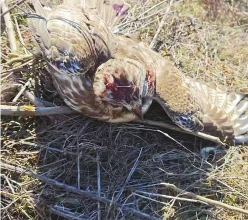 受伤的苍鹰。 警方供图