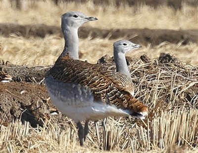 两只大鸨同时回眸。高军摄