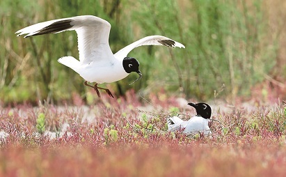 黑嘴鸥及其繁殖地。