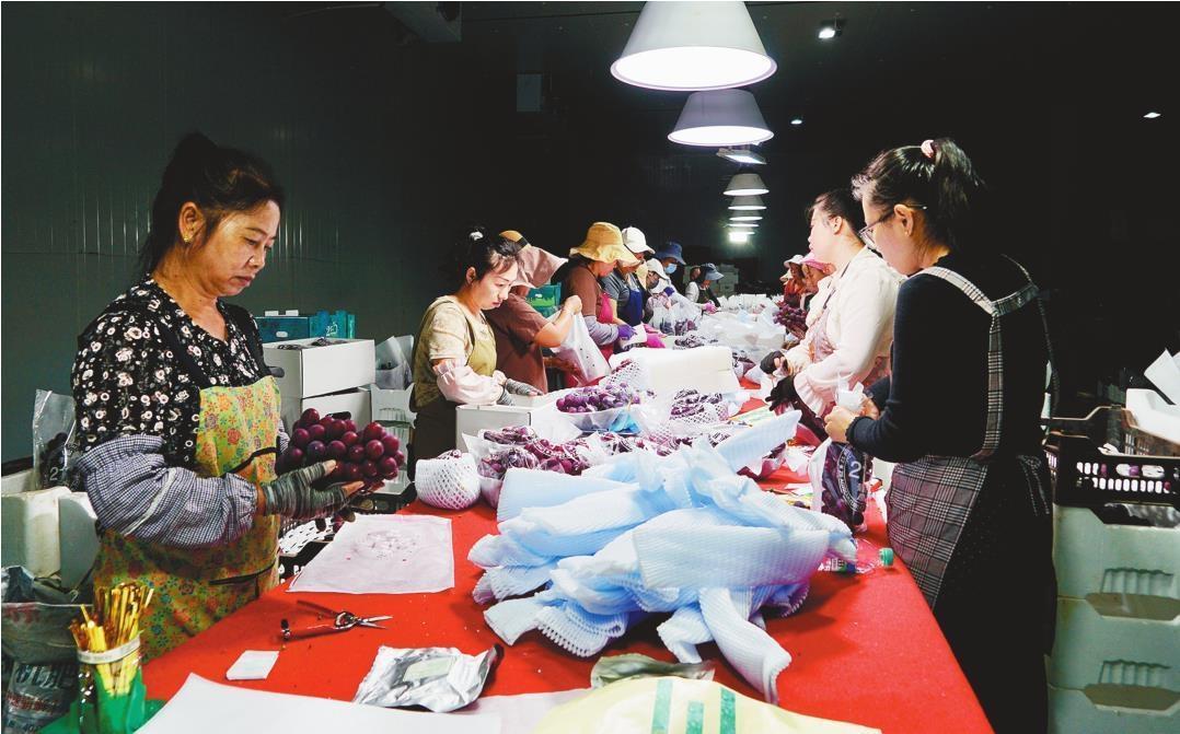 辽峰小镇葡萄丰收，打包车间工人正在紧张忙碌中。（摄影：严佩鑫）