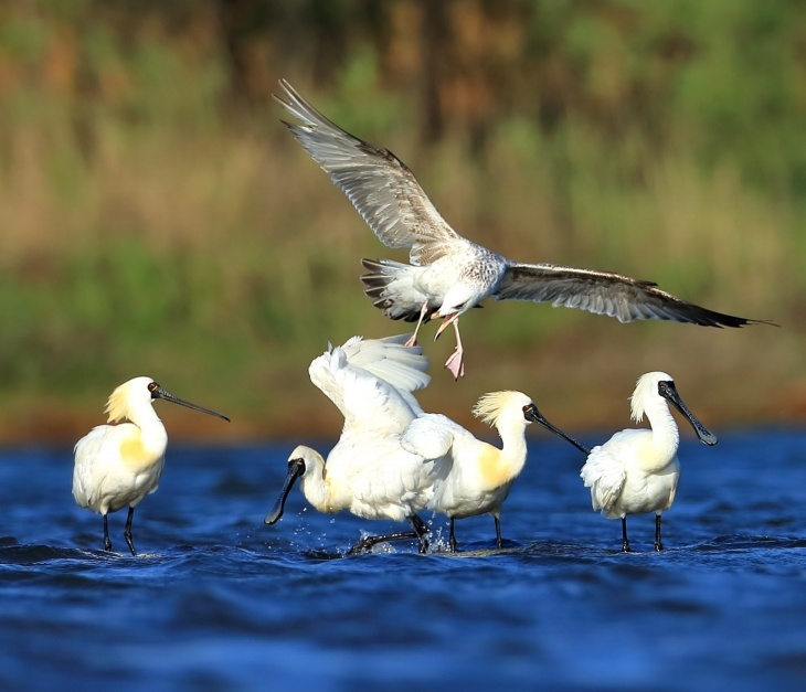 鸻形目是丹东鸭绿江口湿地水鸟中最大的类群。（来源：丹东鸭绿江口湿地国家级自然保护区管理中心）