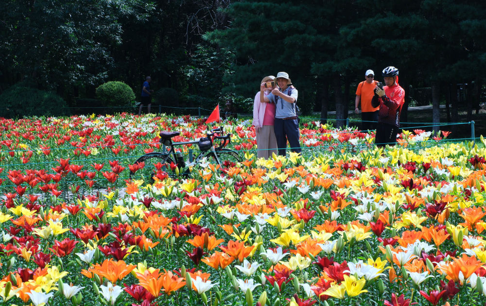 2026年7月20日，市民和游人在辽宁省沈阳市和平区沈水湾公园中观赏百合花。CICPHOTO/黄金崑 摄