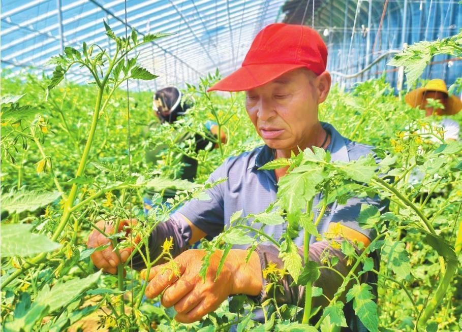 阜新市细河区四合镇下洼子村设施农业红红火火，孕育着产业兴旺的希望。 （摄影：张铭哲）
