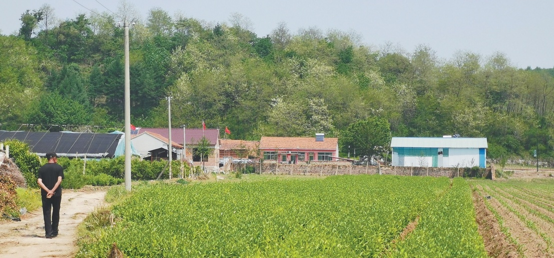 如今,西汉时期的武次县城址已被当地农民种植上中药材。