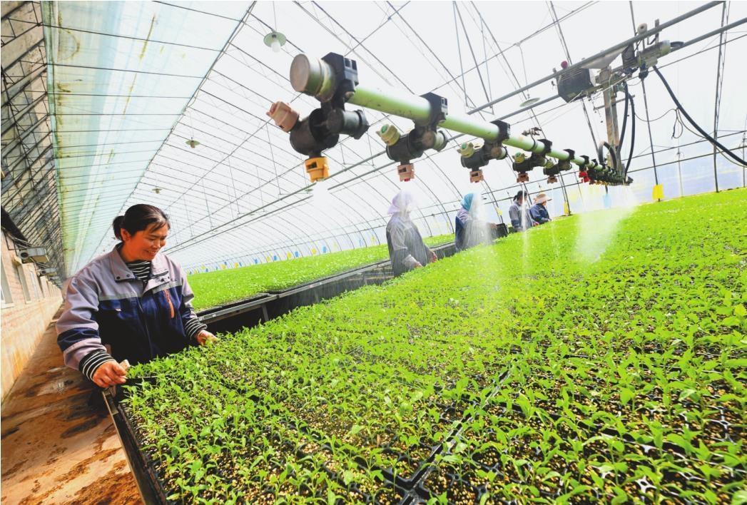 沈阳欣禾生态农业有限公司机械化育苗大棚里一派郁郁葱葱。 辽宁日报记者 杨靖岫 摄