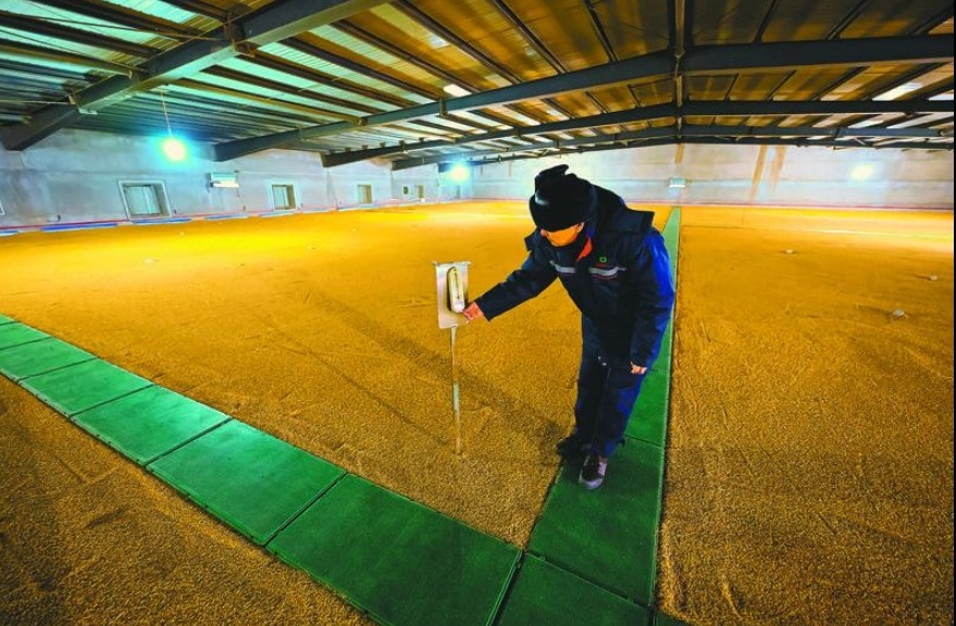 凌海市粮食储备库工作人员在粮仓查看温湿度计，仓内实现科学保粮、绿色储粮。（摄影：赵敬东）