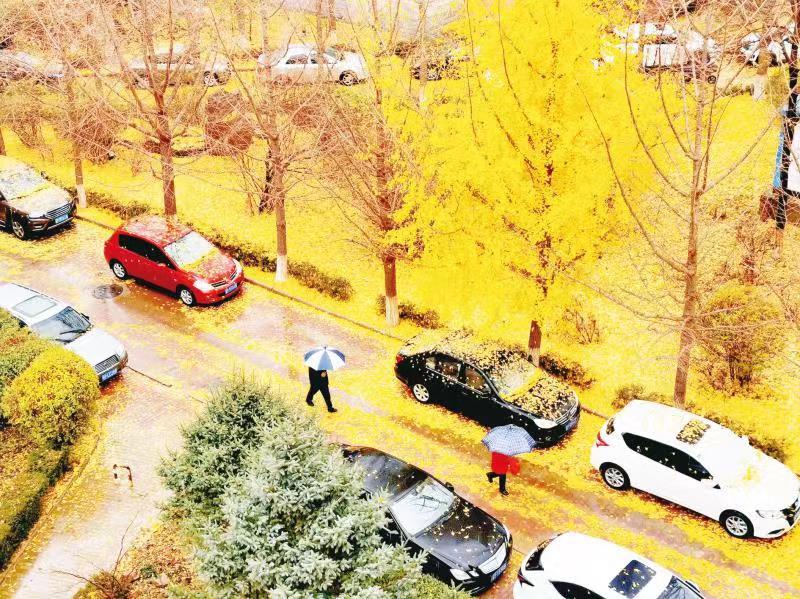 图为辽宁省葫芦岛市龙港区一小区的居民冒着雨雪匆匆走在铺满银杏落叶的路上。记者 杨兵 摄