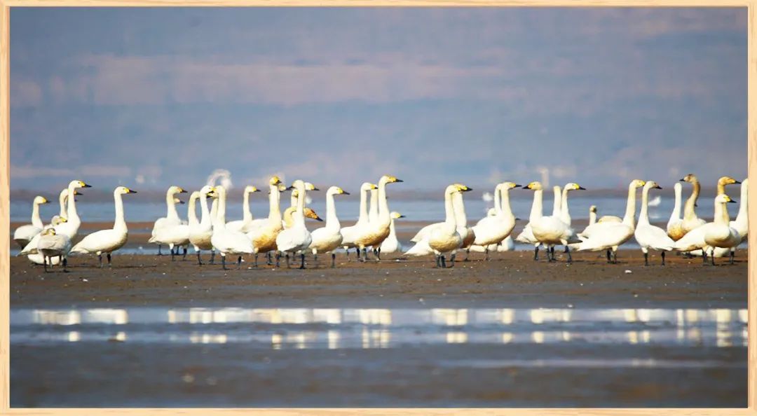 400多只白天鹅聚集东沙河入海口湿地。