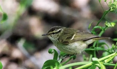 云南柳莺。 宋迎涛摄