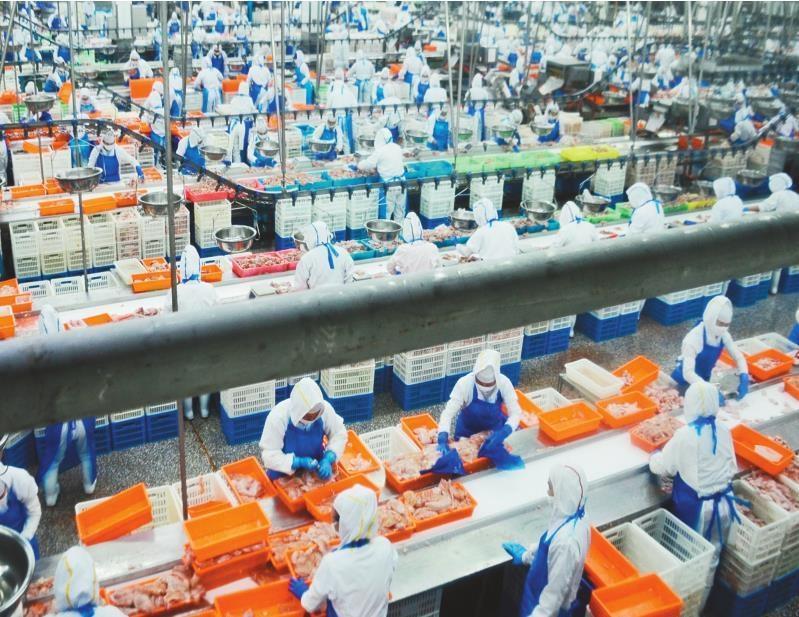丹东禾丰成三食品有限公司肉鸡屠宰车间。（摄影：刘海东）