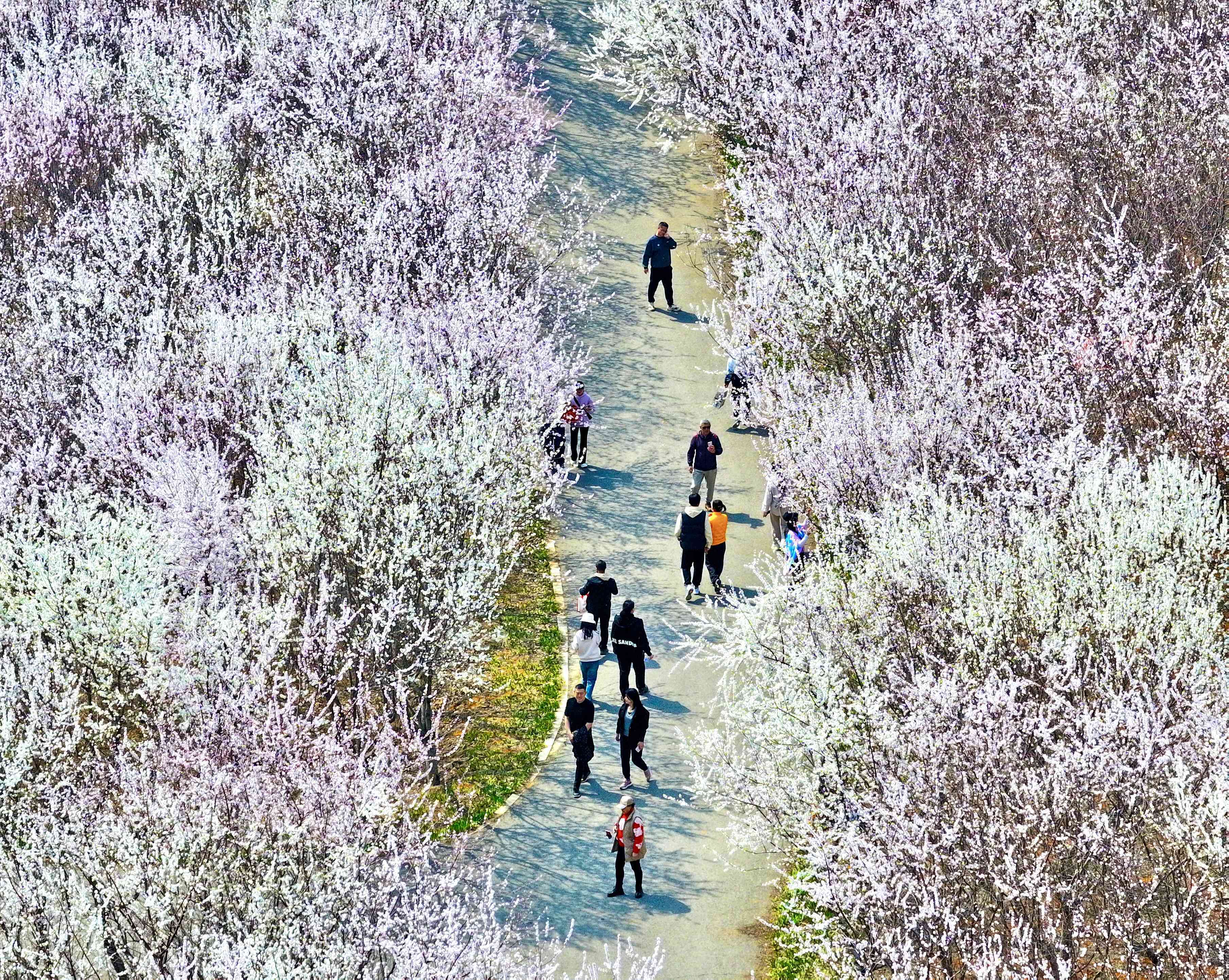 大连湾体育公园内上千亩桃花和杏花竞相盛开，引来众多游人。（摄影：吕文正）