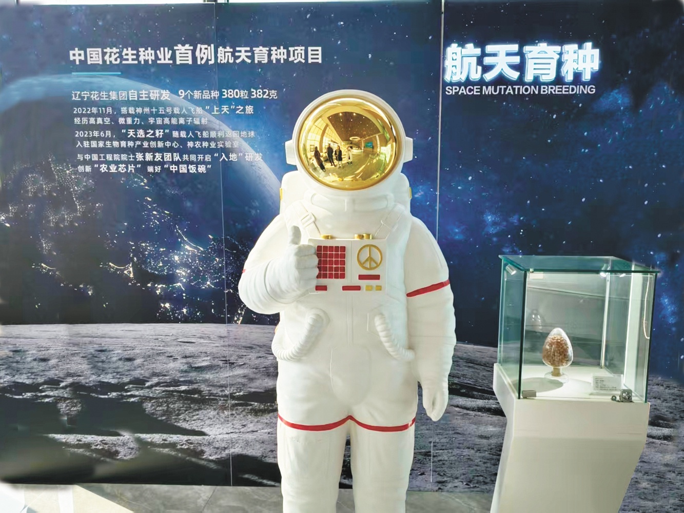图为航天育种宣传图和太空归来的种子样品。（摄影：方子圆）