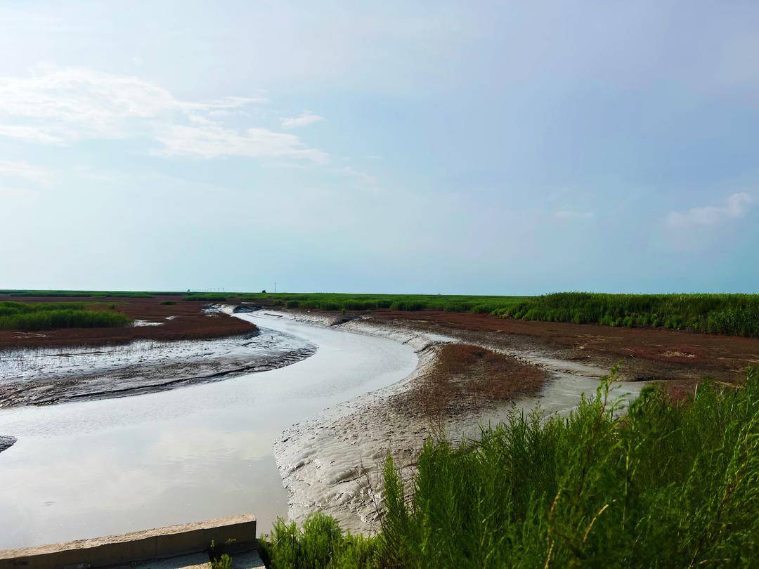 盘锦湿地修复现场。(摄影:陈博雅)