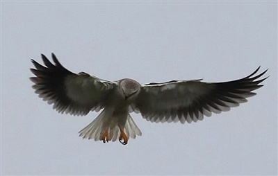 黑翅鸢。 田继光摄