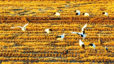 丹顶鹤在稻田地里觅食，享受惬意时光。 谢刚摄