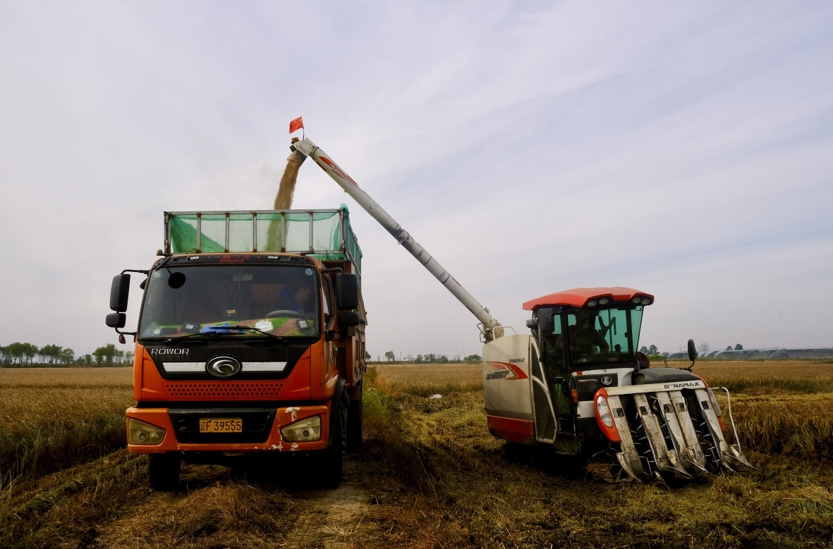 在东港市五四农场，收割机在收割水稻。（摄影：李曼）