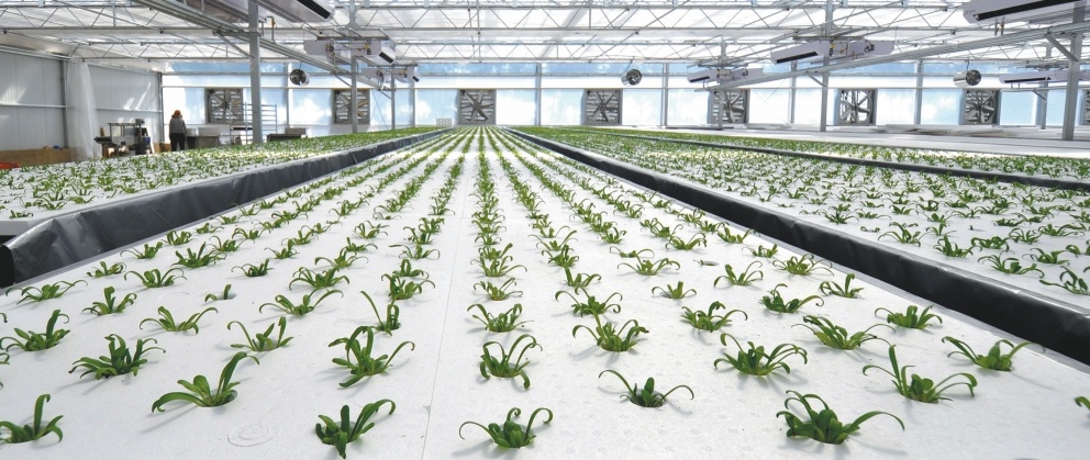 沈阳秋实农业科技发展有限公司的“植物工厂”里满是水培蔬菜。