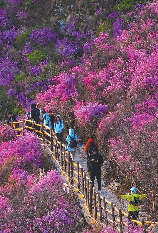 “五一”假期正是游客来大连大黑山观赏杜鹃花海的最佳时间。 （摄影：朴峰）