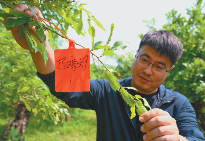 省农科院蚕科所副研究员陈俊山查看试验柞蚕生长状态。（摄影：查金辉）