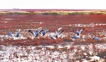 白枕鹤结队来盘。 孙绍丹摄