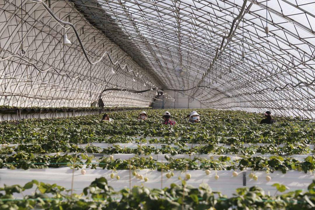 随着丹东市草莓栽培面积迅速增长,不少种植户引进了草莓无土栽培新技术。