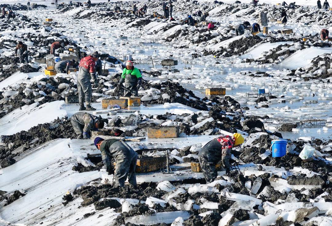 挖蛏人在海冰覆盖的蛏圈内破冰挖蛏。&nbsp;&nbsp;