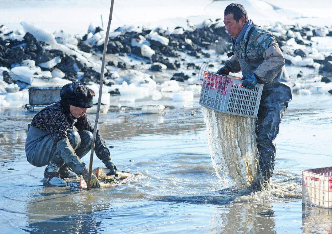 蛏子洗干净才能卖给买主。