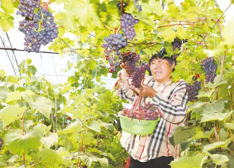 图为5月10日，李玉梅在自家大棚采摘成熟的葡萄。