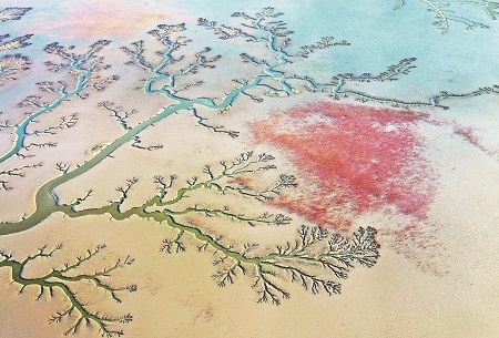 “树”上“花”开。 姜德轩摄