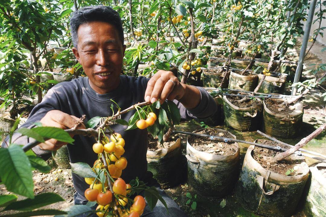 大连樱桃不仅有红果,还有黄果。